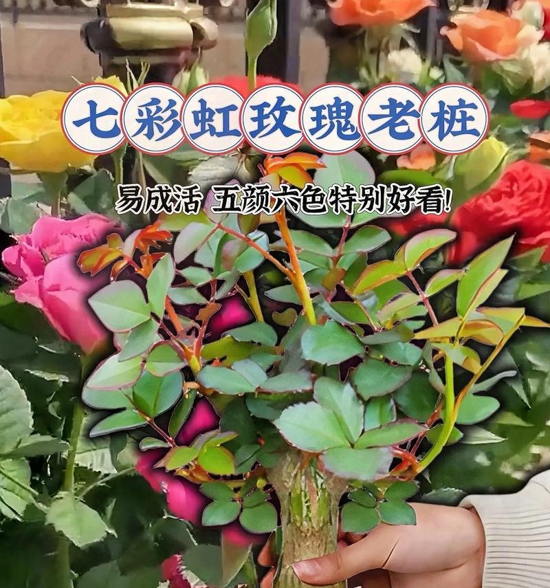 如何快速养活玫瑰花小树？