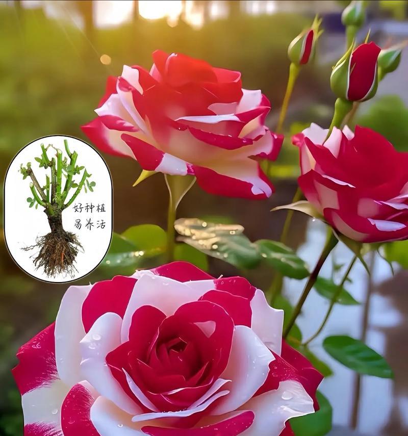 如何快速养活玫瑰花小树？