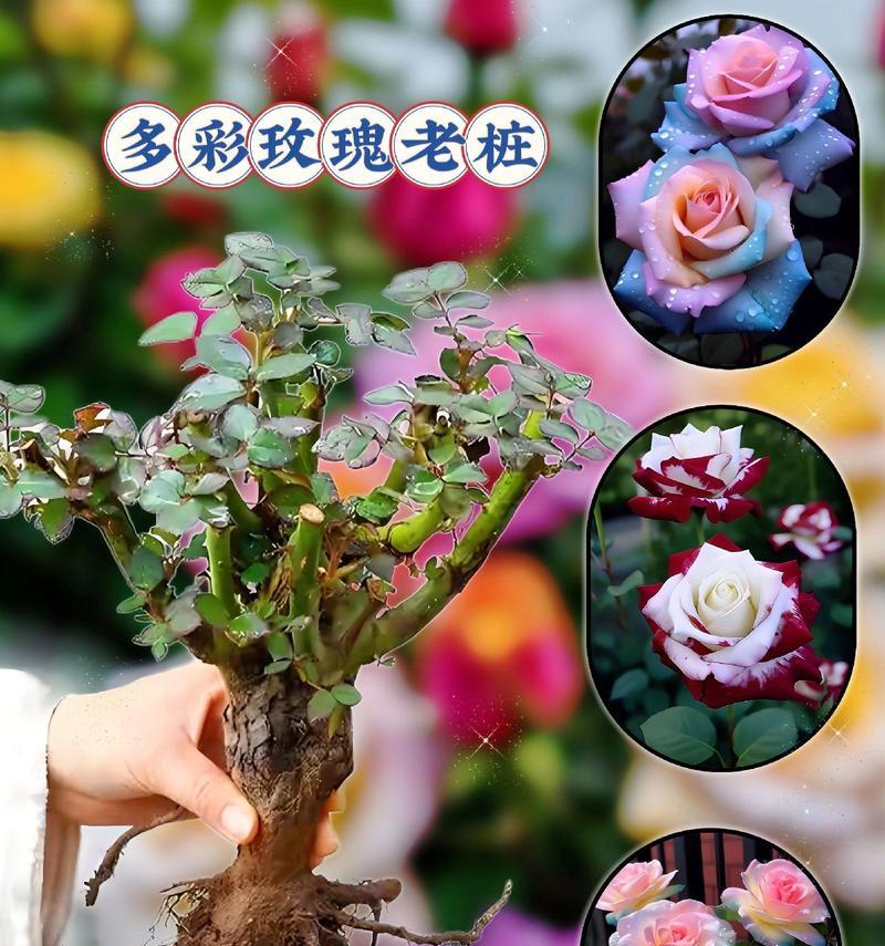 如何快速养活玫瑰花小树？