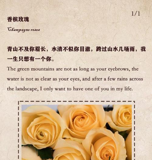香槟玫瑰花的基地养护技巧有哪些？