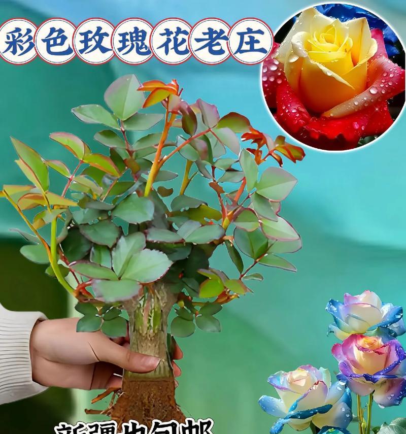 香槟玫瑰花的基地养护技巧有哪些？