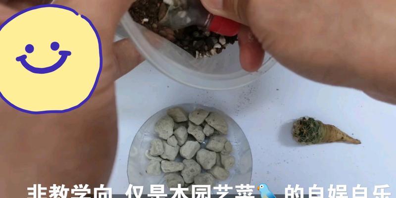 仙人球钢钉的适宜栽培土壤是什么？