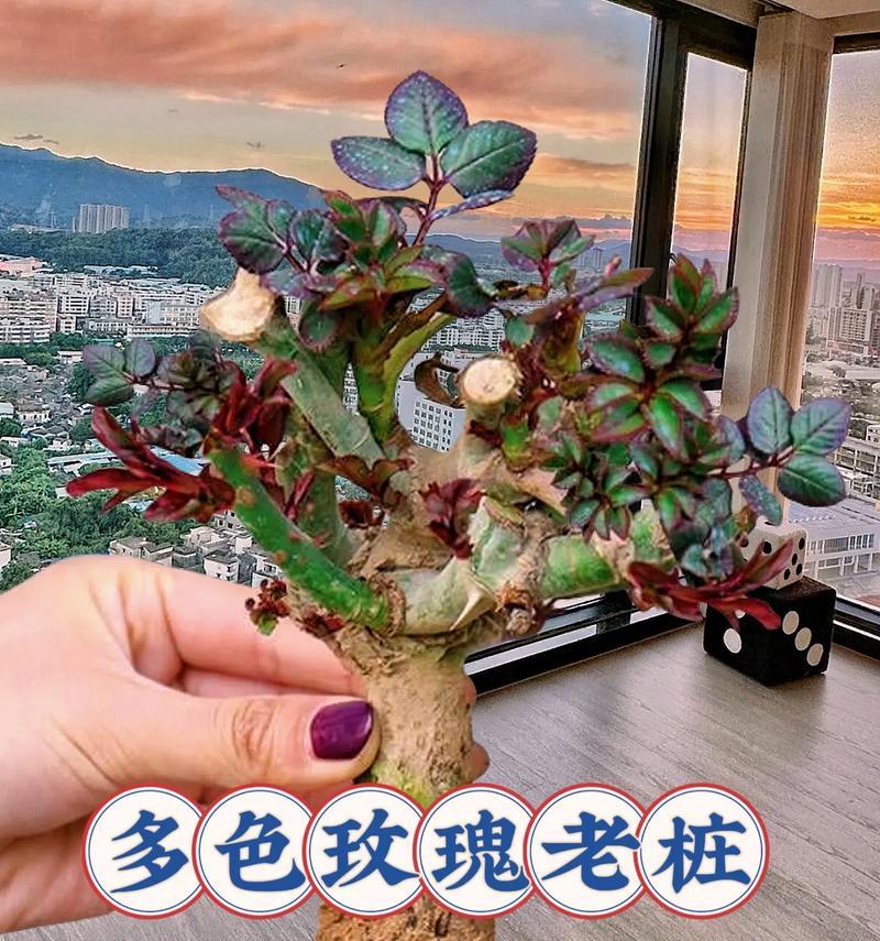 玫瑰花重新养殖需要注意什么？