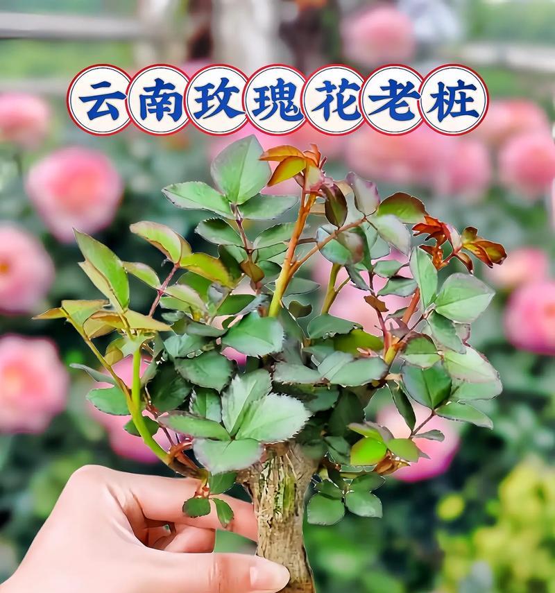 玫瑰花重新养殖需要注意什么？