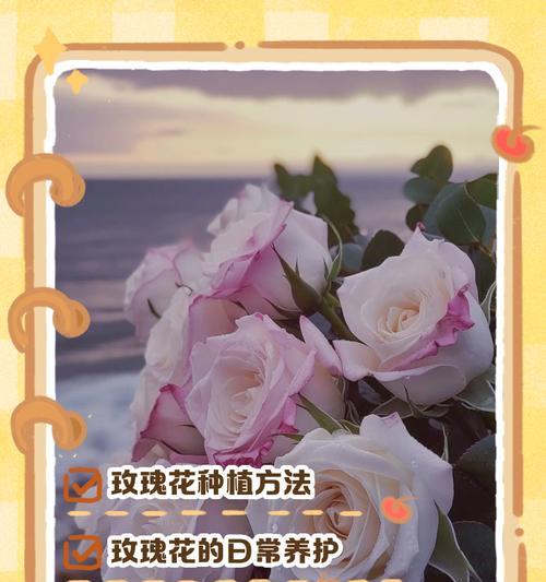 购买的玫瑰花如何正确养护？