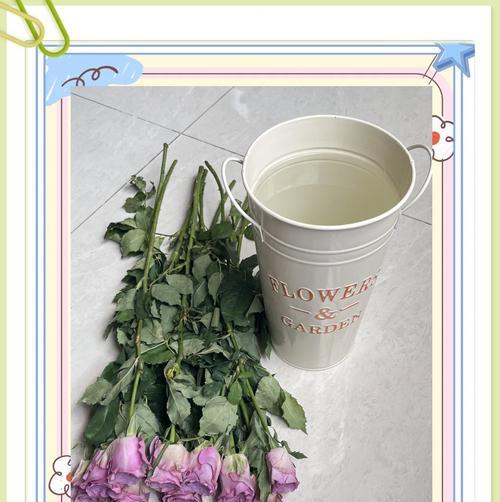 购买的玫瑰花如何正确养护？