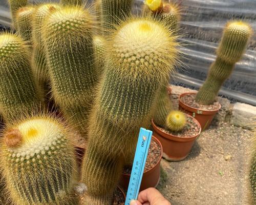 仙人掌圆形盆栽养护管理技巧？如何保持盆栽美观？