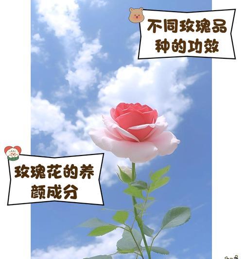 种植玫瑰花有哪些好处？如何正确养护玫瑰花？