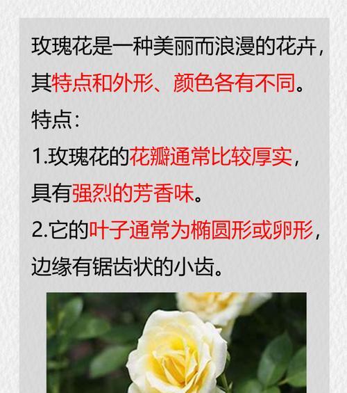 种植玫瑰花有哪些好处？如何正确养护玫瑰花？