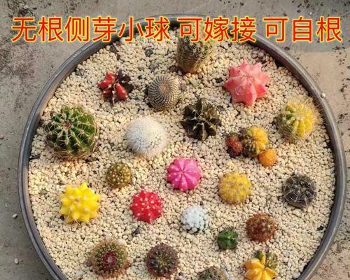 仙人球分侧芽的方法是什么？