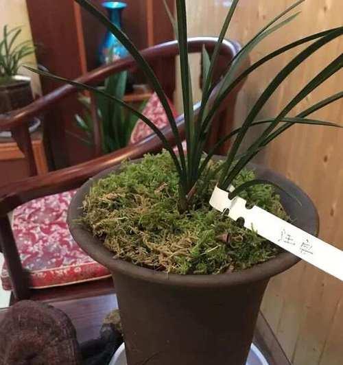君子兰不长花苞的解决方法？