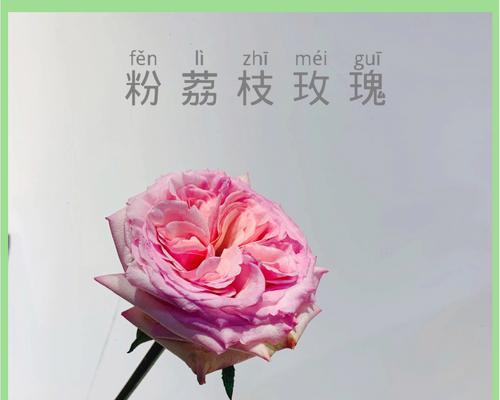 粉色玫瑰花代表什么含义？36朵粉色玫瑰花有何特殊意义？