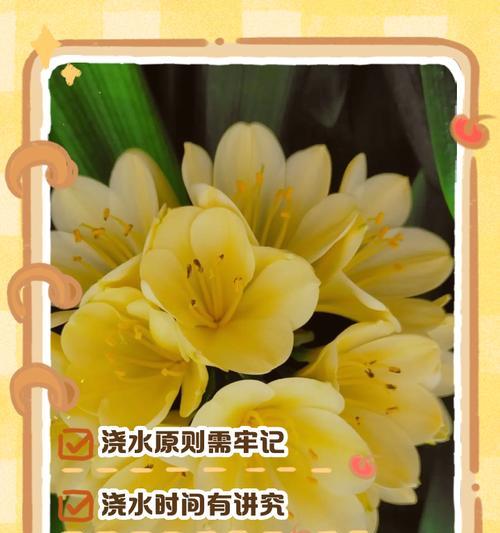 君子兰浇水用什么水能促进开花？