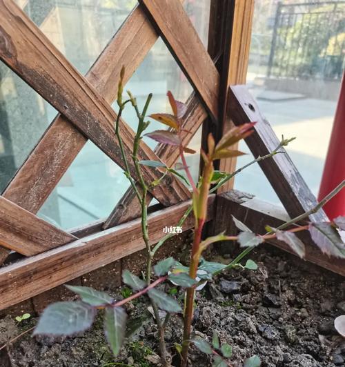 蔷薇树嫁接玫瑰花的正确步骤？
