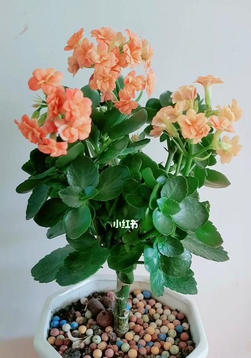 紫斑牡丹花老桩的养护管理技巧是什么？