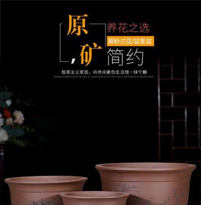 金边大棵君子兰养护管理方法是什么？