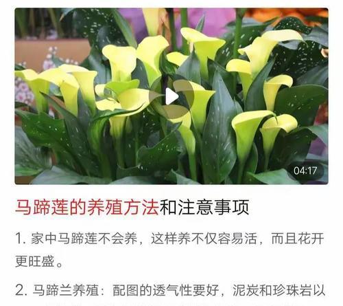 金边大棵君子兰养护管理方法是什么？