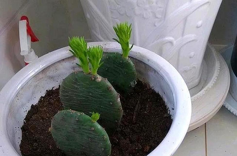 三文鱼仙人球繁殖的正确方式是什么？