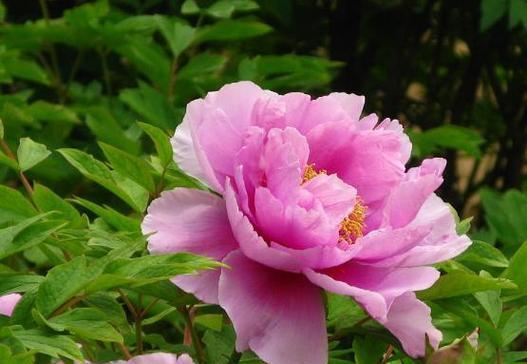 4月份如何盆栽牡丹花？有哪些技巧和注意事项？