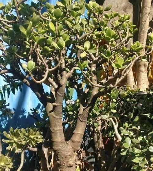 4月份如何盆栽牡丹花？有哪些技巧和注意事项？