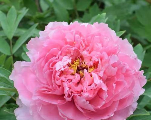 4月份如何盆栽牡丹花？有哪些技巧和注意事项？