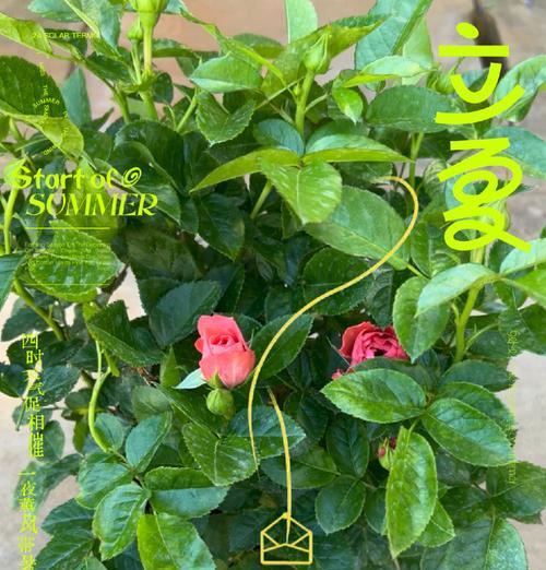 玫瑰花种植的营养土选择是什么？