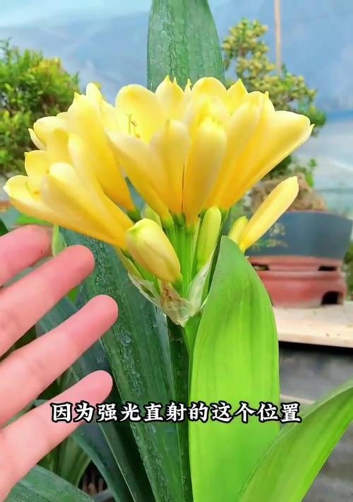 普通花色君子兰的养护和管理技巧？