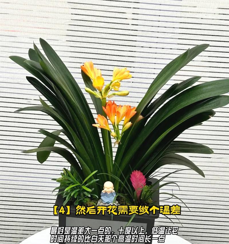 普通花色君子兰的养护和管理技巧？