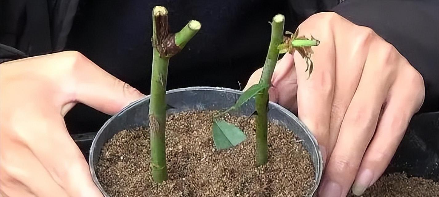 牡丹花移栽分株和扦插的最佳时机是什么时候？