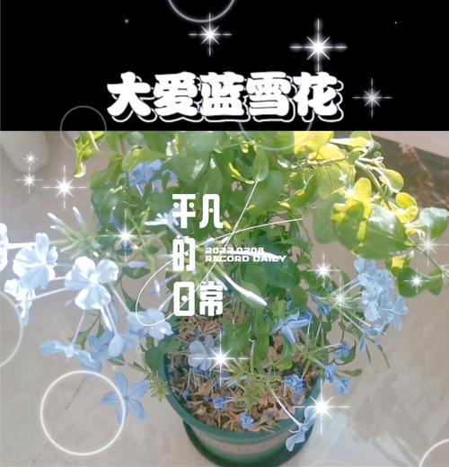 蓝宝石兰花冬季防冻措施有哪些？
