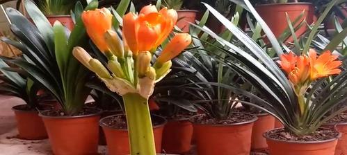 君子兰一年开花两次需要间隔多久？如何促进其连续开花？