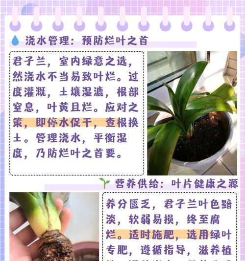 君子兰下垂叶子的原因及解决措施是什么？