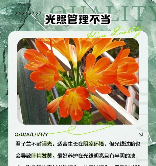君子兰下垂叶子的原因及解决措施是什么？