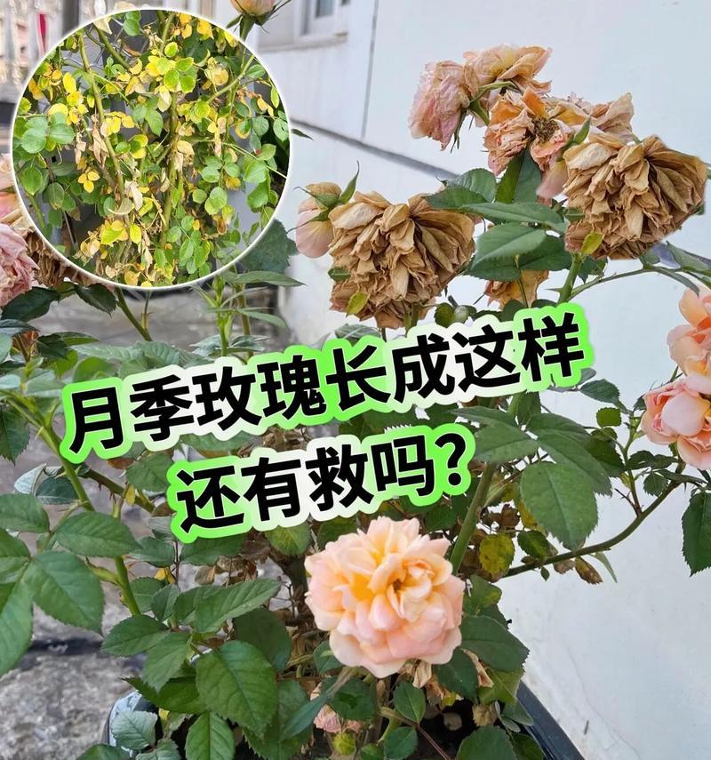 整扎玫瑰花的养护秘诀是什么？怎样延长花期？