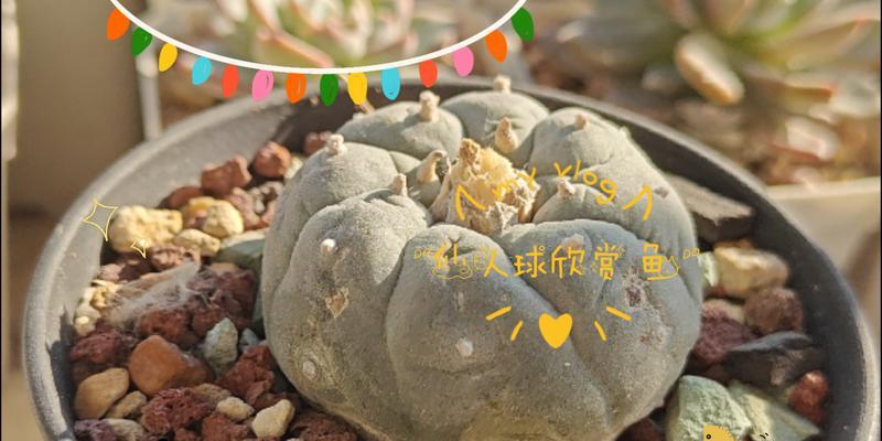 仙人球枯萎了怎么处理不影响风水？鱼仙人球冬天怎么浇水？