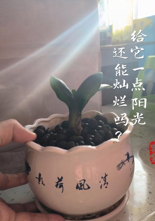 大君子兰连盆后多久能开花？