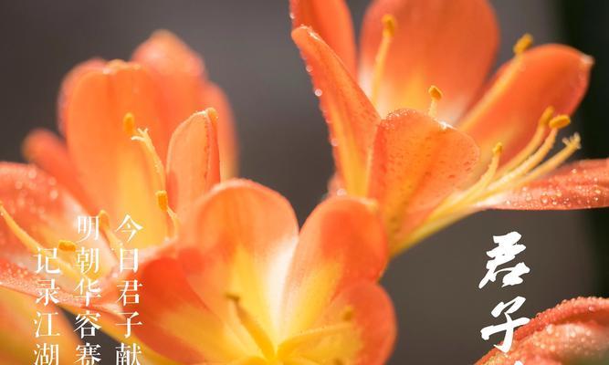 大君子兰连盆后多久能开花？