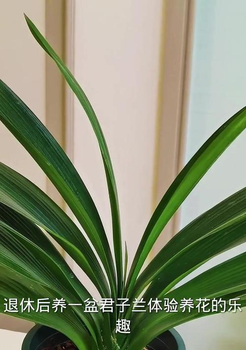 大君子兰连盆后多久能开花？