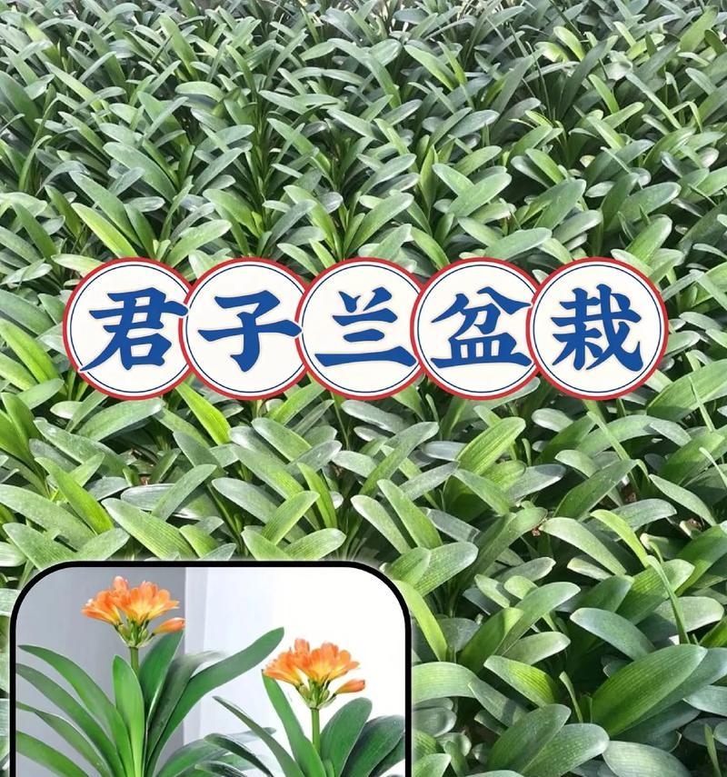 君子兰天堂鸟的养护方法是什么？需要注意什么？