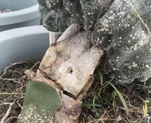 仙人球冬季如何正确浇水？有哪些注意事项？