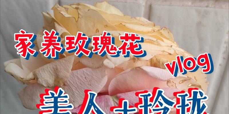 玫瑰花修剪机器如何使用？图解指导修剪机器的操作步骤？