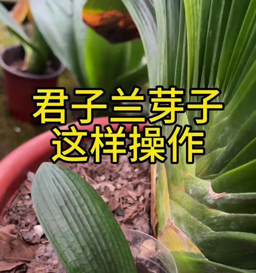 君子兰芽点和根点的区别在哪里？