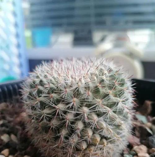 越冬前仙人球浇水需要注意什么？怎样正确浇水？