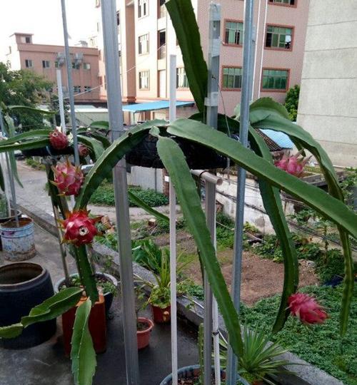 雪童子仙人掌的种植方法是什么？