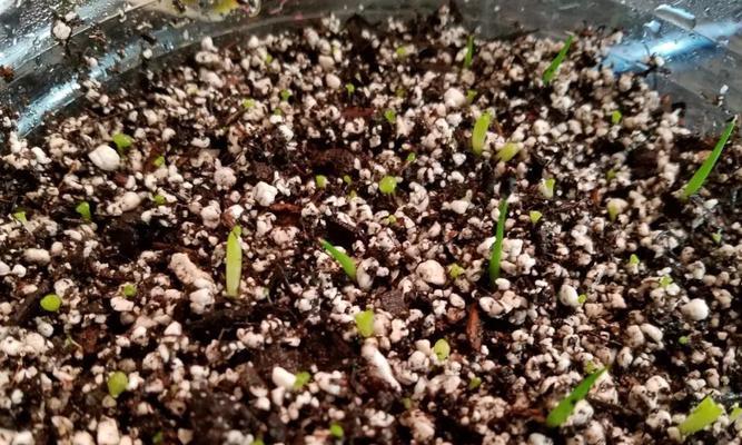 袋子种植仙人掌需要注意什么？