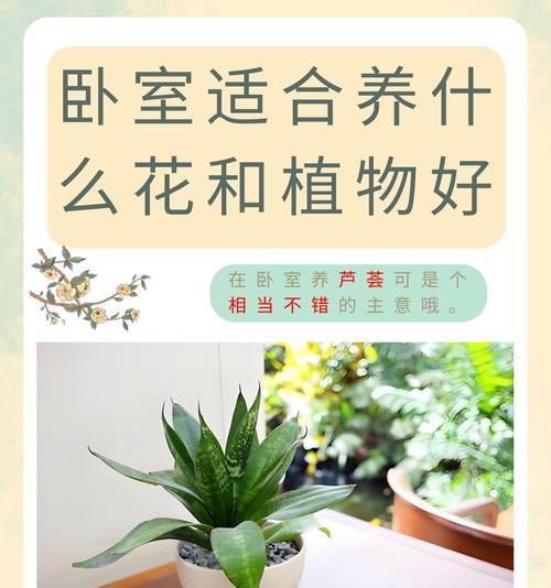 芦荟家的仙人掌怎么养护？有哪些技巧？