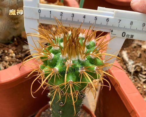 绿植彩色仙人球养护美观秘诀？