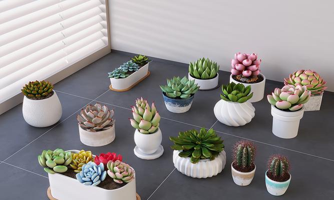 绿植彩色仙人球养护美观秘诀？