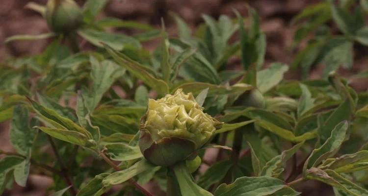 牡丹花苞多久能开花？开花异常的原因是什么？