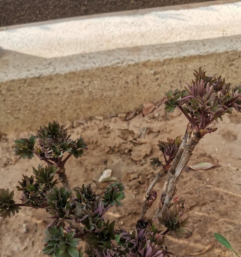 牡丹花苞多久能开花？开花异常的原因是什么？